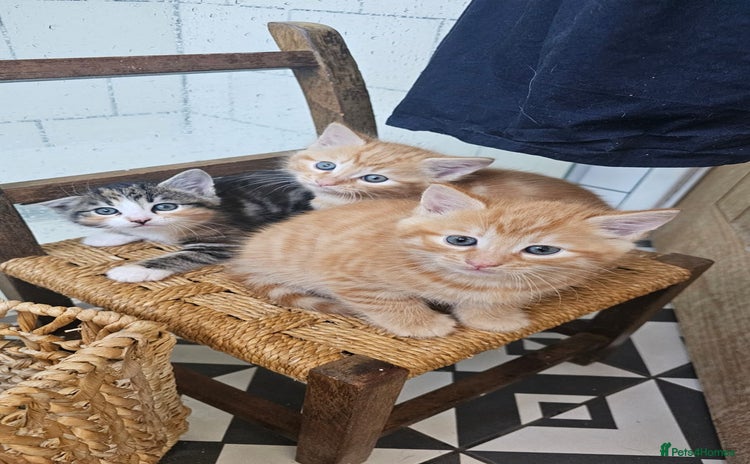 Domestic Shorthair cats - Advert 2