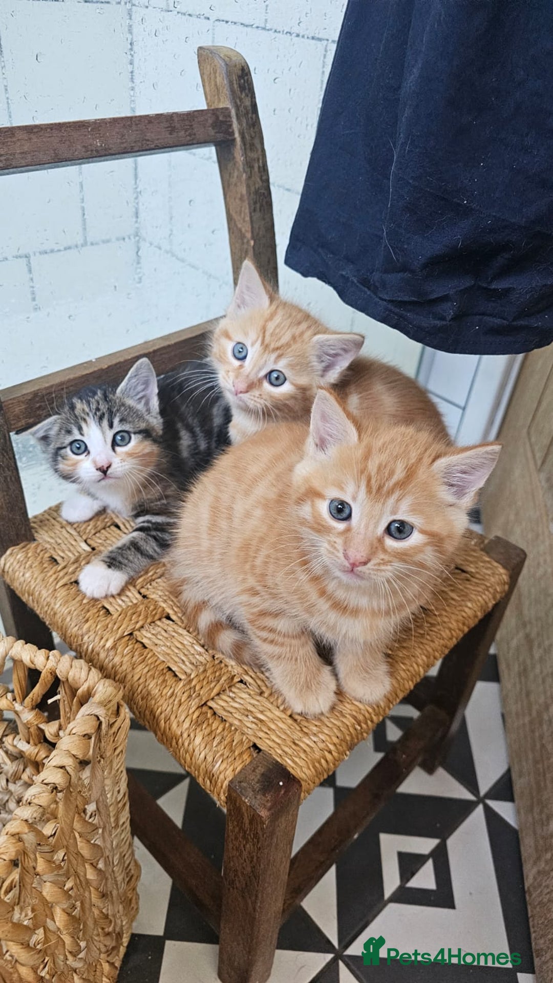 Domestic Shorthair cats for sale: 3 Adorable Kittens for Sale - Image 1
