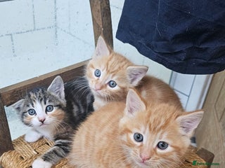 Domestic Shorthair cats for sale - Advert 1