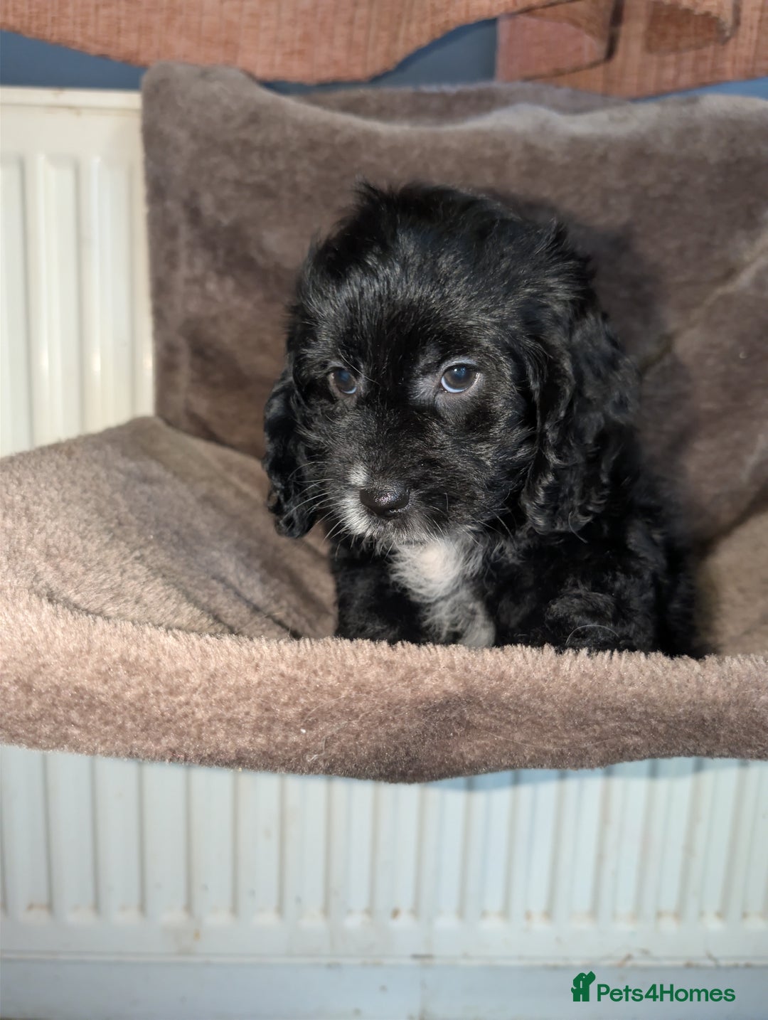 Cockapoo dogs for sale: F1 cockapoos babies  - Image 5