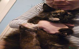 Maine Coon cats for sale: Last 3 Girls!! - Image 6