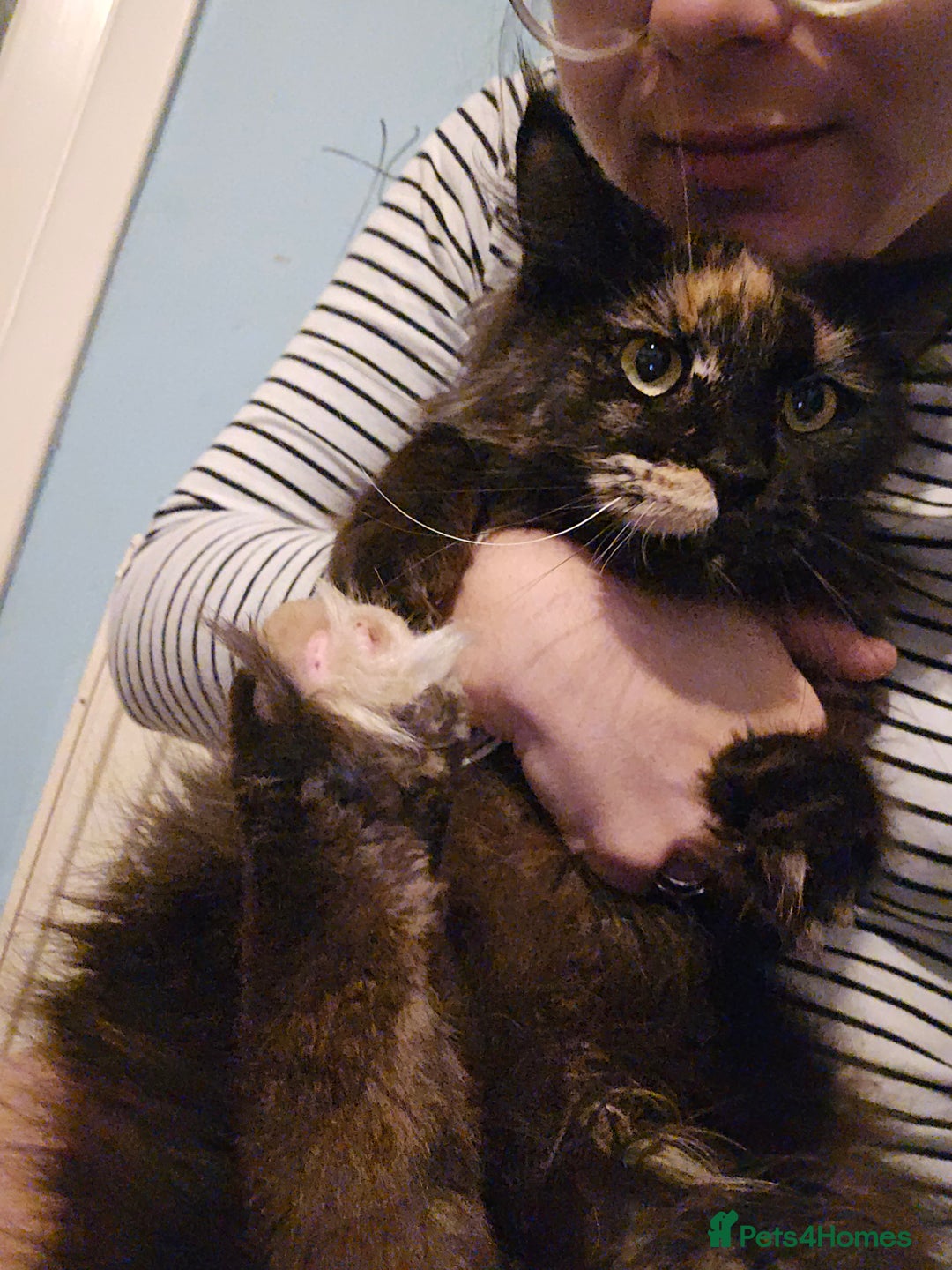 Maine Coon cats for sale: Last 3 Girls!! - Image 6