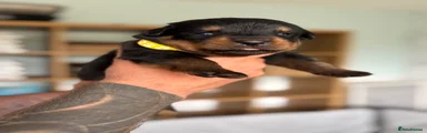 Rottweiler 9