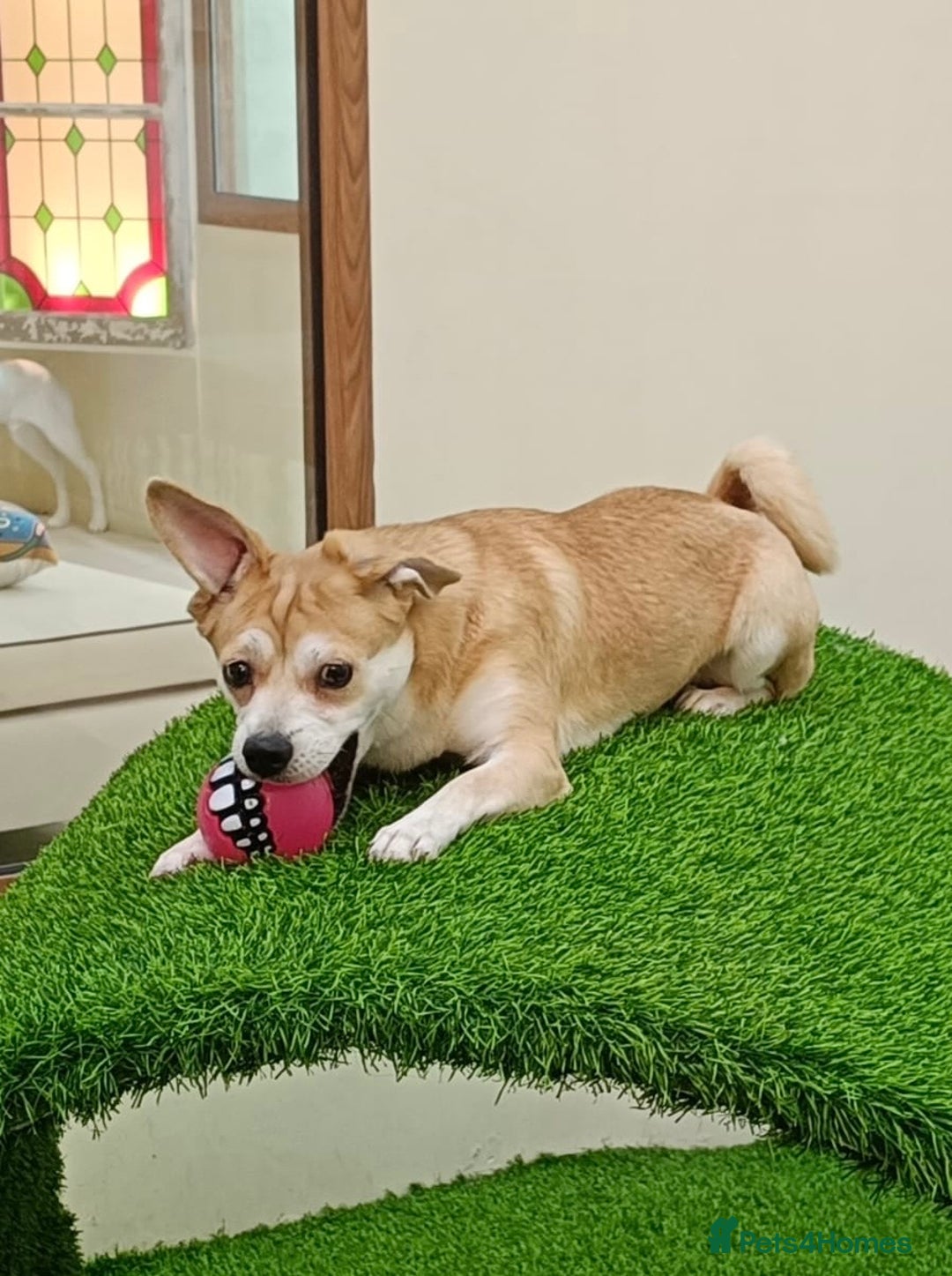 Mixed Breed dogs for adoption: Small friendly girl  - Advert 1