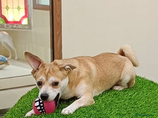 Mixed Breed dogs Small friendly girl - Advert 1