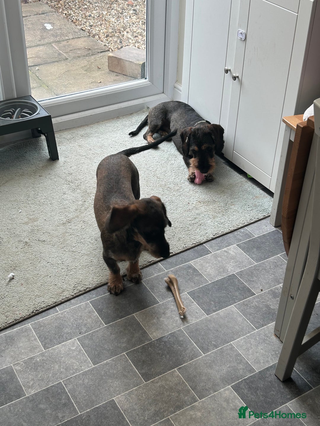 Dachshund dogs for sale: Teckel Dachshund for rehoming - Advert 8