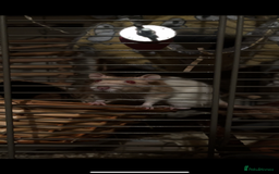Rat rodents for sale: three girls for adoption - Image 1