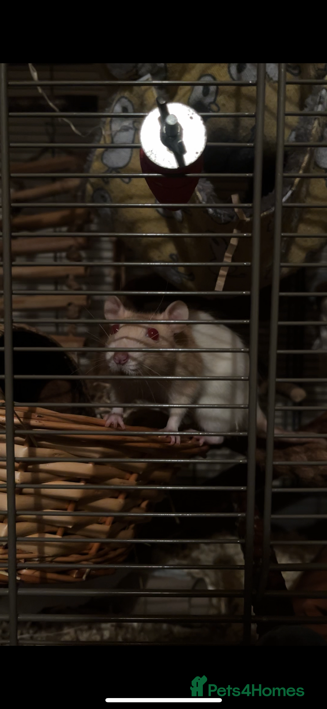 Rat rodents for sale: three girls for adoption - Image 1