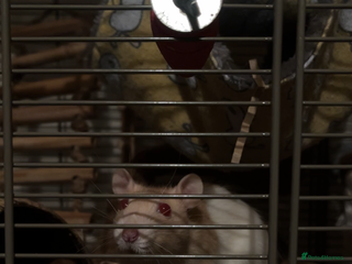 Rat rodents for sale - Advert 1