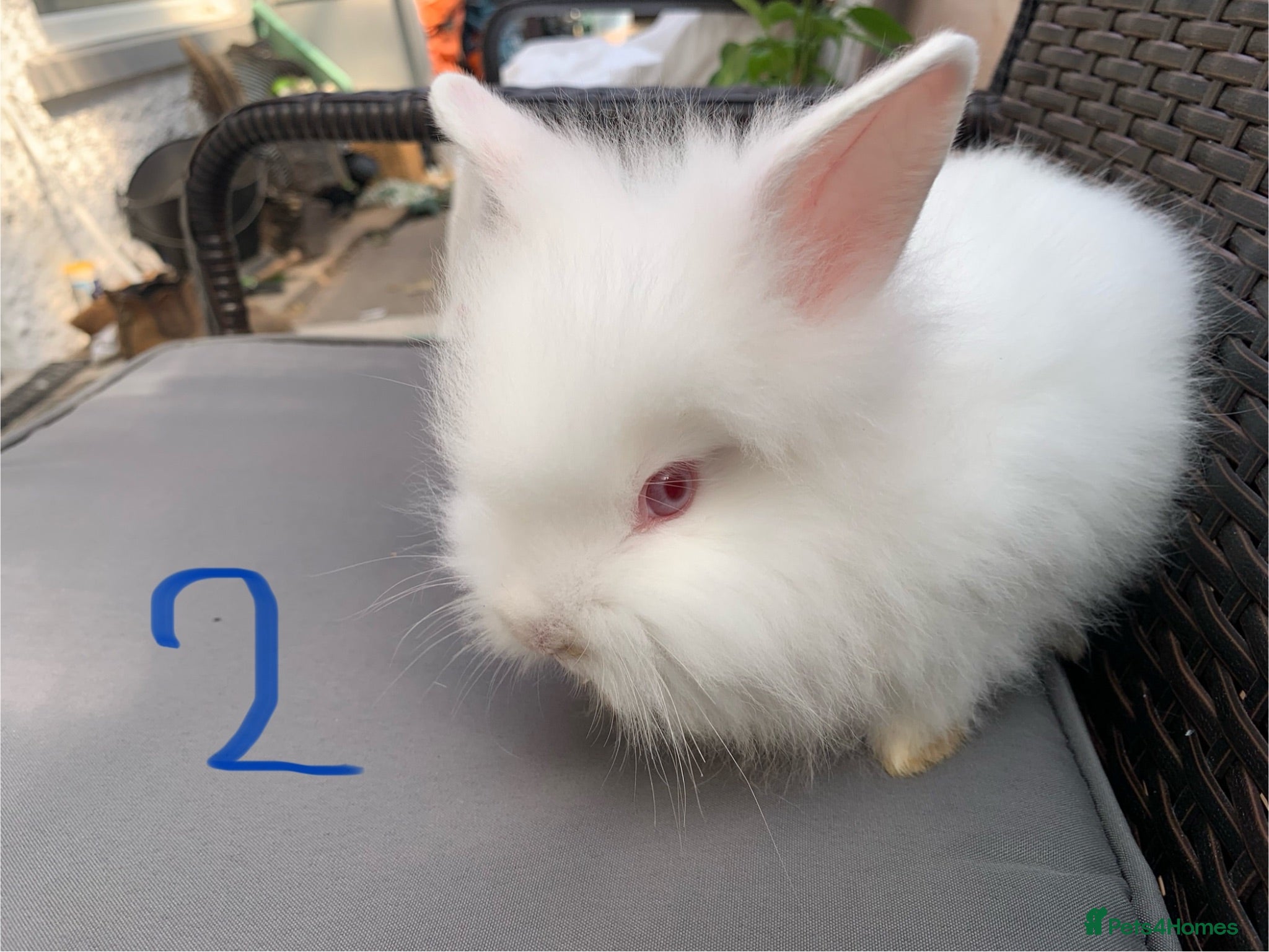 Lionhead rabbits 2 Beautiful dwarf Lion head Bunnies  - Advert 2