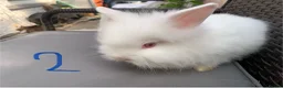 Lionhead rabbits for sale: 3 Beautiful dwarf Lion head Bunnies  - Advert 6