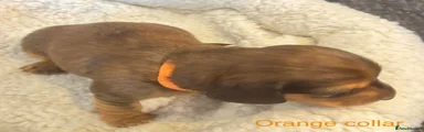 Orange collar