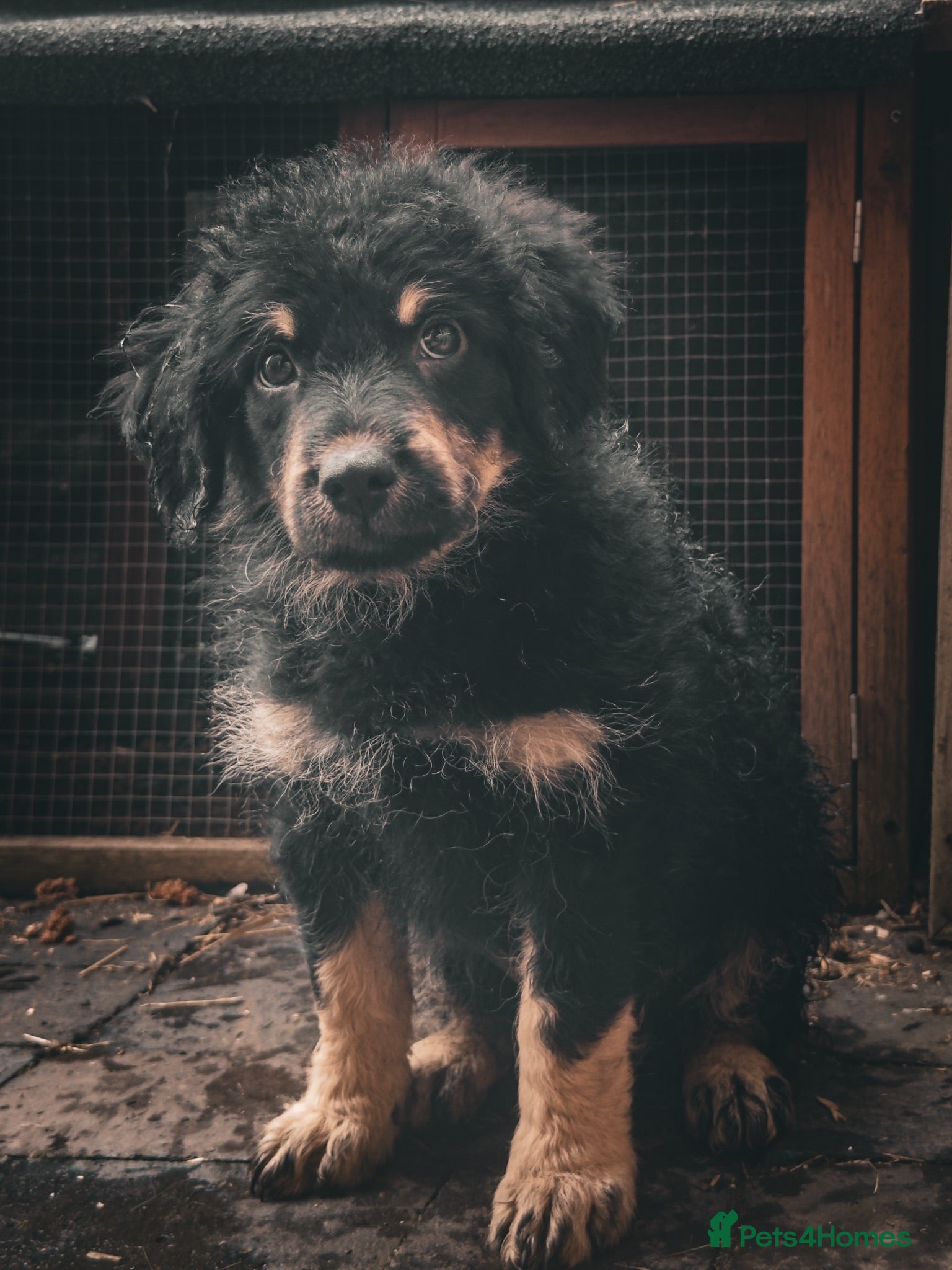 Mixed Breed dogs Olivier puppy looking for a home - Advert 15