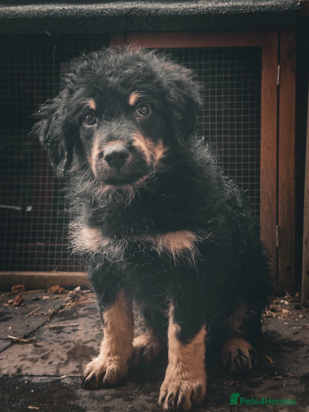 Mixed Breed dogs for sale: Olivier puppy looking for a home - Advert 4