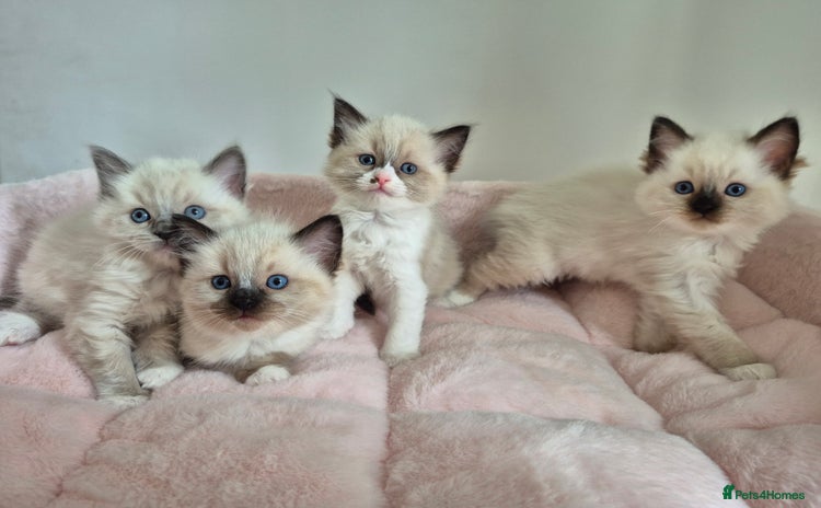 Ragdoll cats - Advert 1