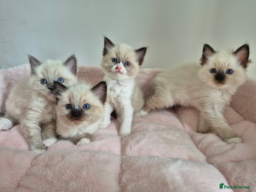 Ragdoll cats for sale: Ragdoll Kittens - Image 1