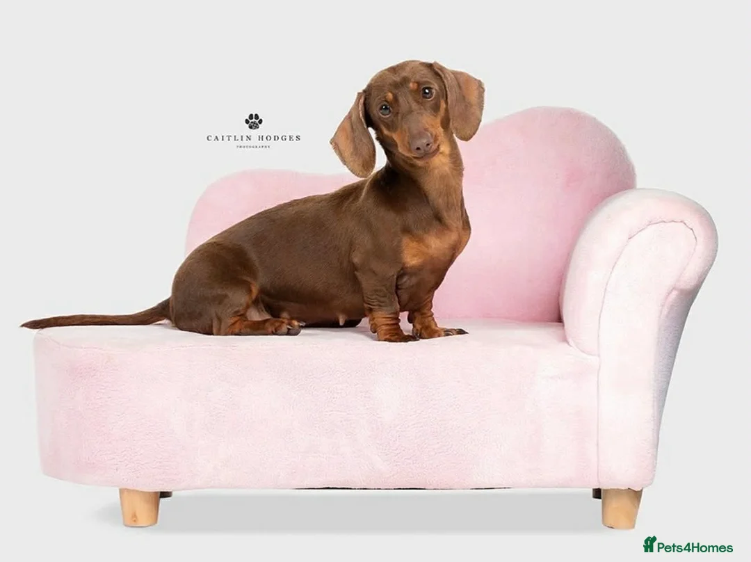 Miniature Dachshund dogs for sale: Mini smooth dachshund boys  - Advert 9