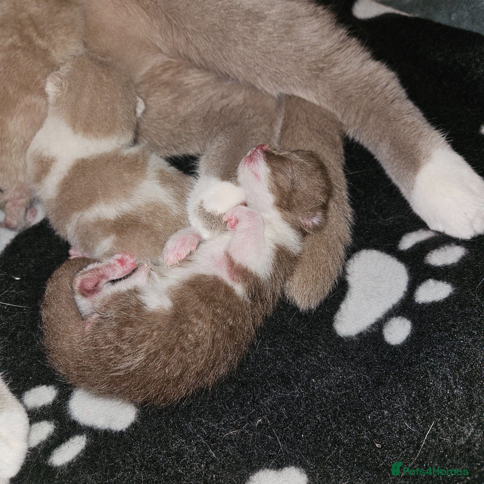 British Shorthair cats Beautiful British Shorthair Kittens - Advert 12