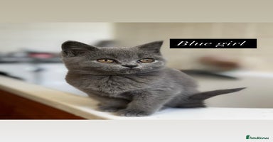 British Shorthair cats - Advert 2