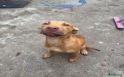 Cane Corso dogs for sale: bundle of joy for rehome  - Image 3