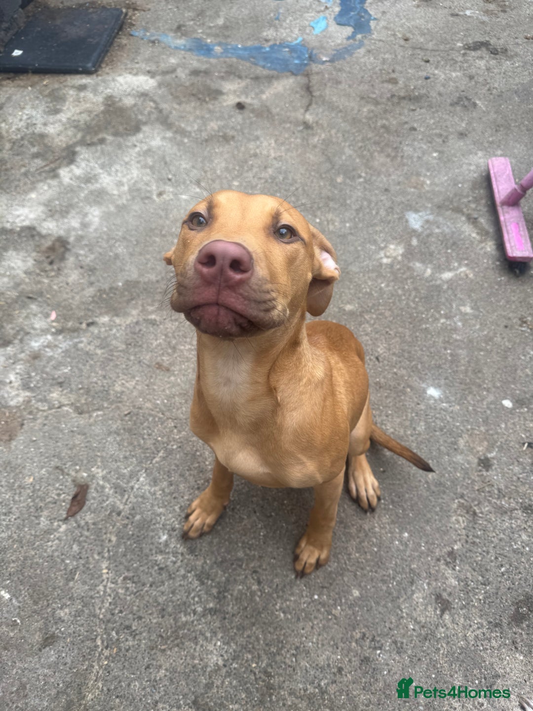 Cane Corso dogs for sale: bundle of joy for rehome  - Image 3