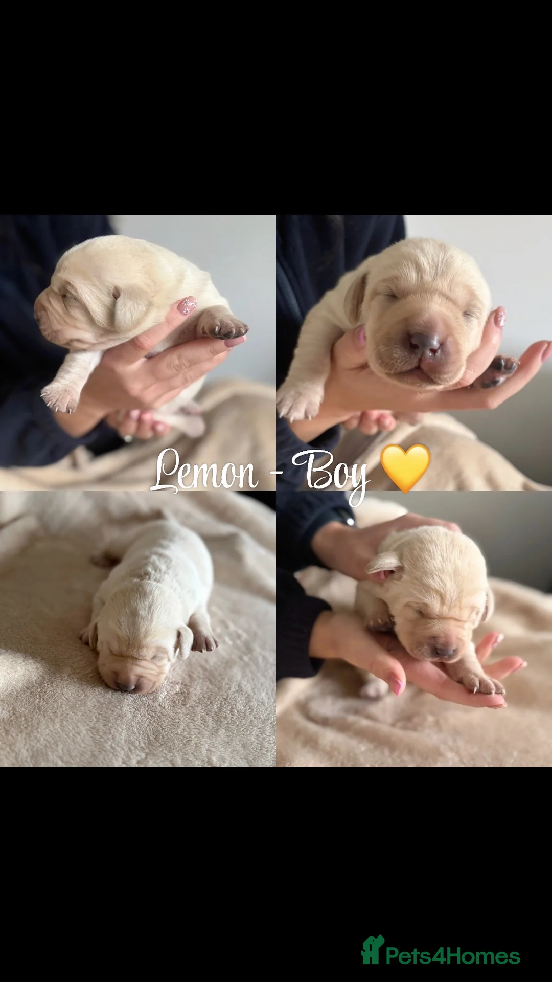 Labrador Retriever dogs for sale: 🐾 KC Registered Labrador Puppies 🐾 - Advert 1