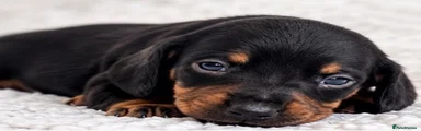 Miniature Dachshund 1