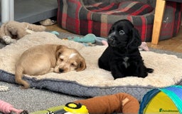 Cocker Spaniel dogs for sale: Handsome cocker spaniel boys - Image 15