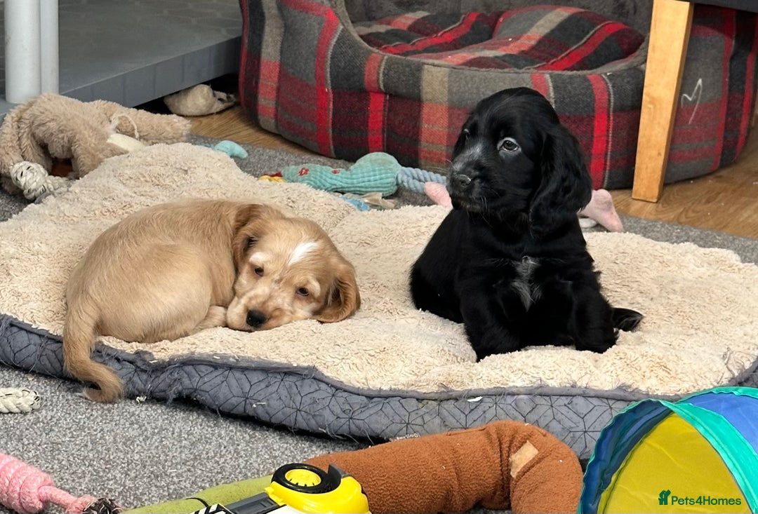 Cocker Spaniel dogs for sale: Handsome cocker spaniel boys - Image 15