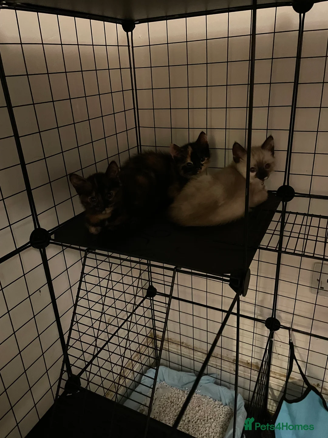 Mixed Breed cats for sale: Colourful kittens looking for home 🩷 - Advert 6