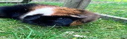 Guinea Pig rodents for sale: Mixed colour  guinea pigs  in Banbury - Advert 3