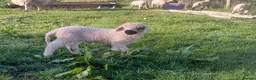 Sheep livestock for sale: In need of a loving home! - Advert 3