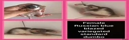 Rat rodents for sale: Adorable baby rats for sale  - Advert 4