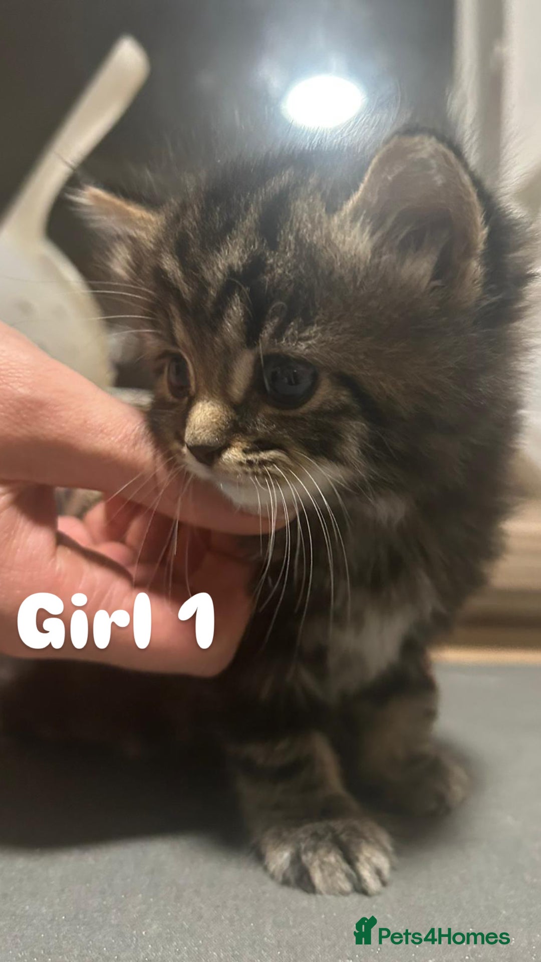Toyger cats for sale: Stunning half toyger kittens - Image 2