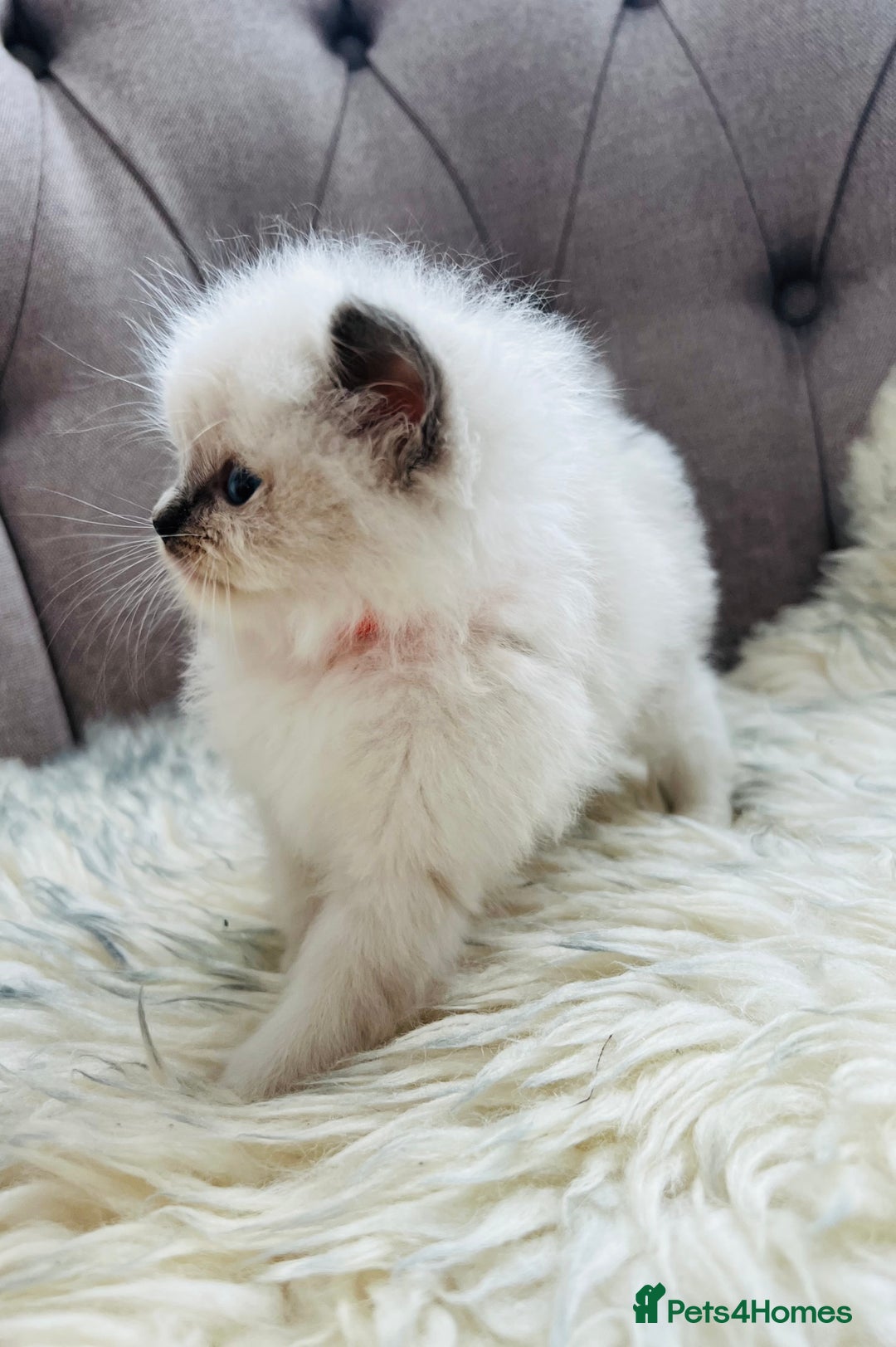 Ragdoll cats for sale: Ragdoll kittens -all reserved😺 - Image 32