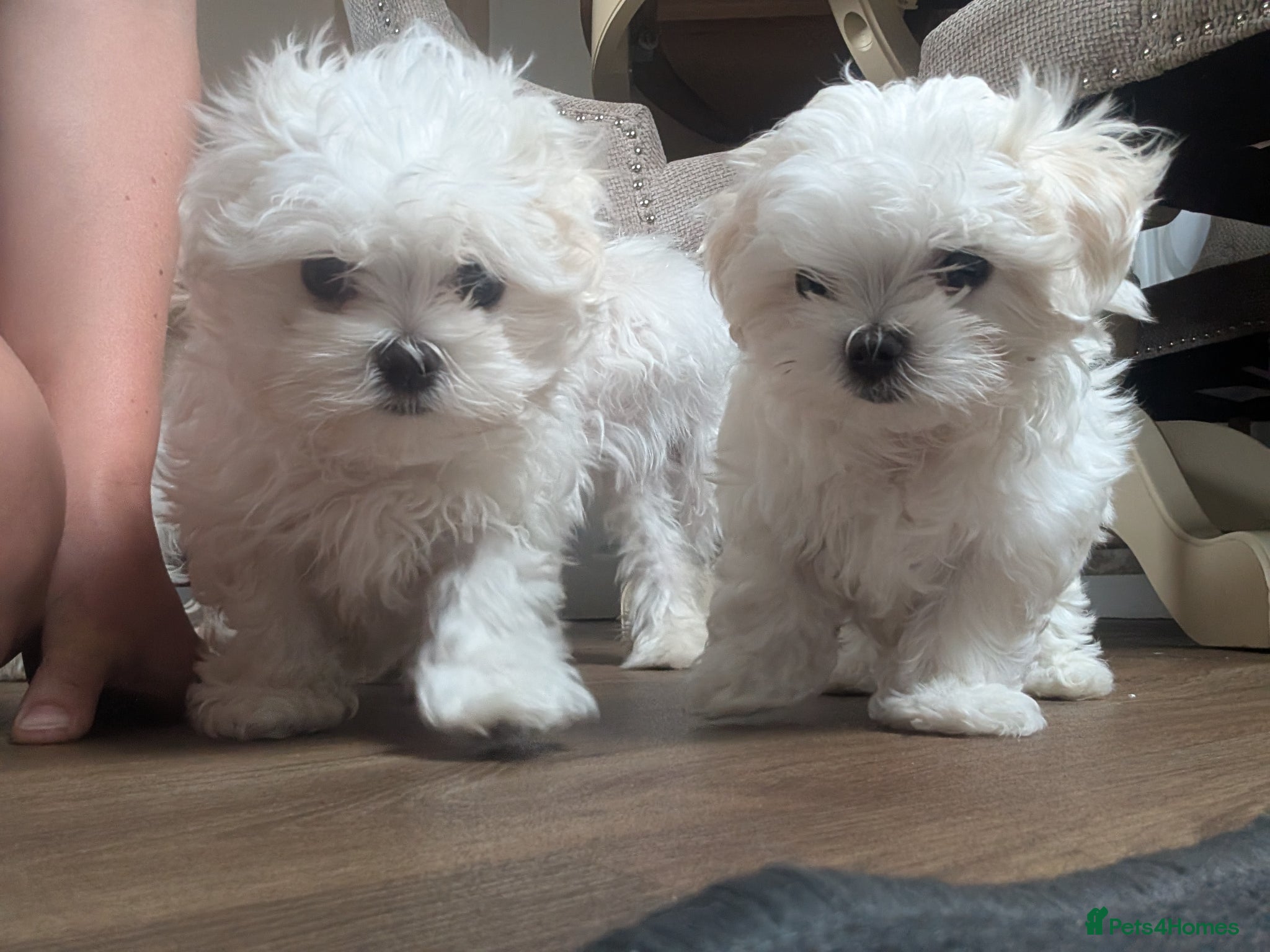 Maltese dogs TOY BOY MALTESE 💙💙 PRICE REDUCED! - Advert 13