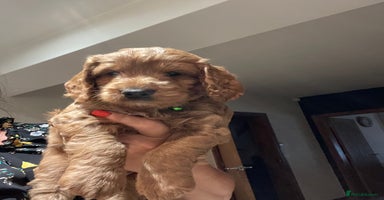 Cockapoo dogs - Advert 11