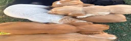 Cocker Spaniel dogs for sale: Adorable working cocker spaniels  - Advert 12