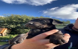 Patterdale Terrier dogs for sale: Patter dale  - Image 3