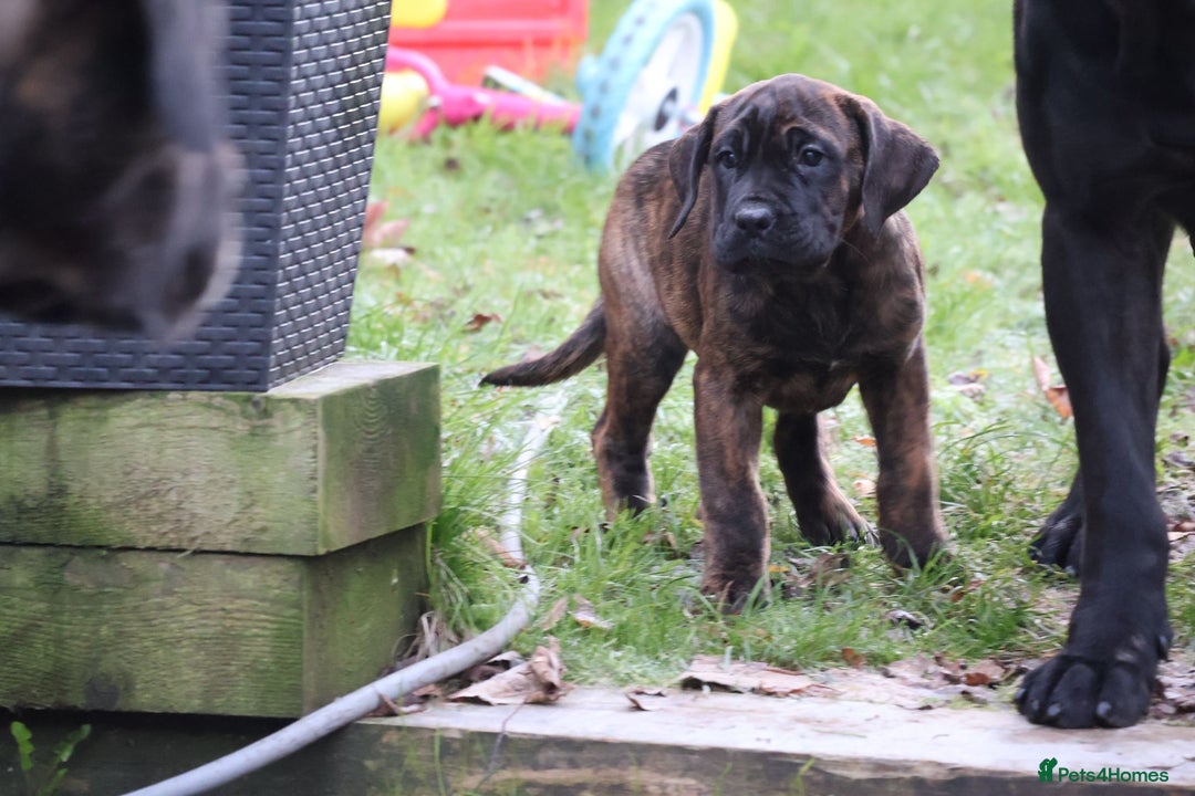 Presa Canario dogs for sale: Presa Canario Puppies (Recognised Breeder) - Advert 15