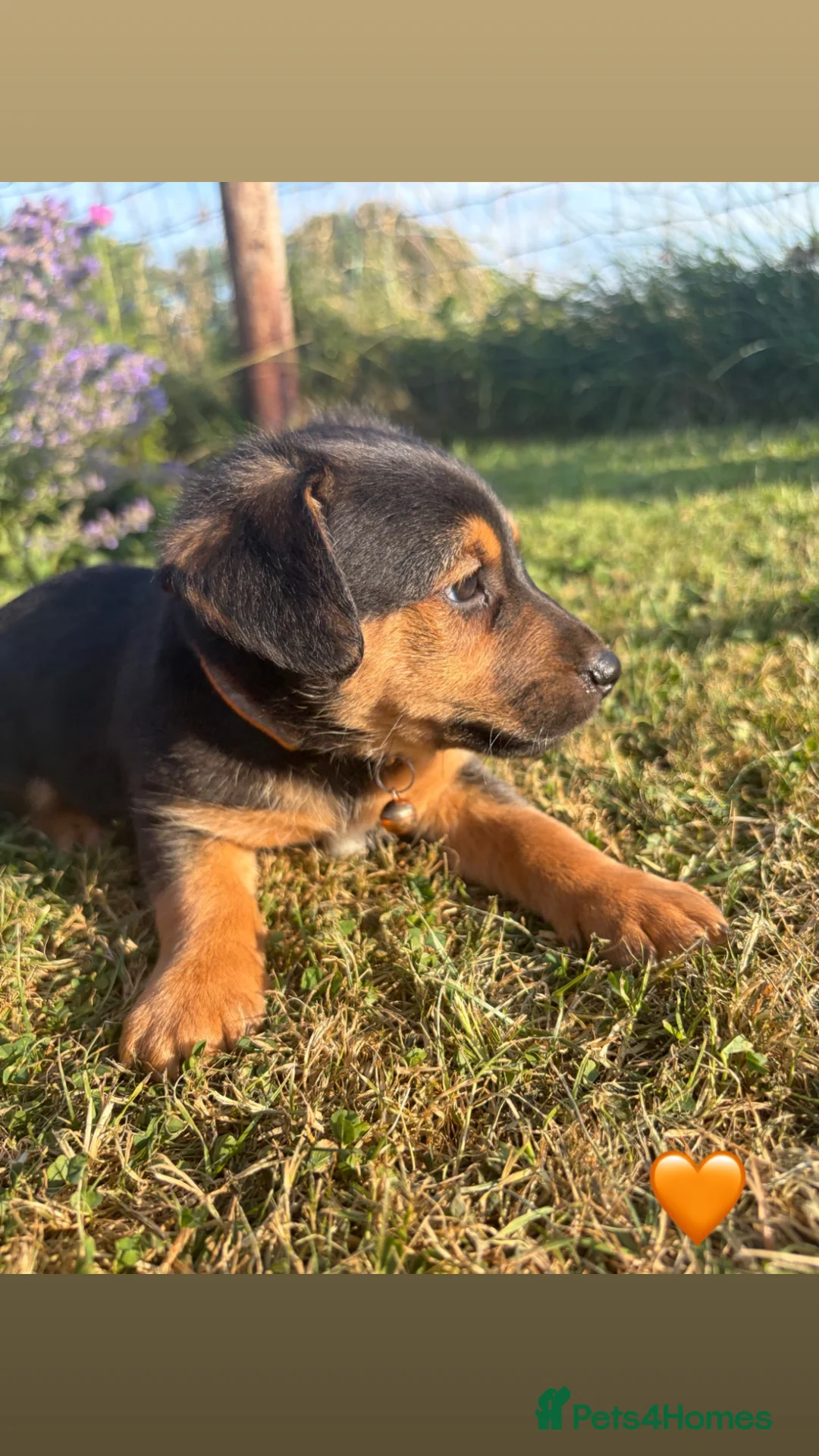 Jack Russell dogs for sale: Jack Russell puppies  - Advert 8