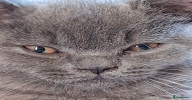 British Shorthair cats - Advert 9