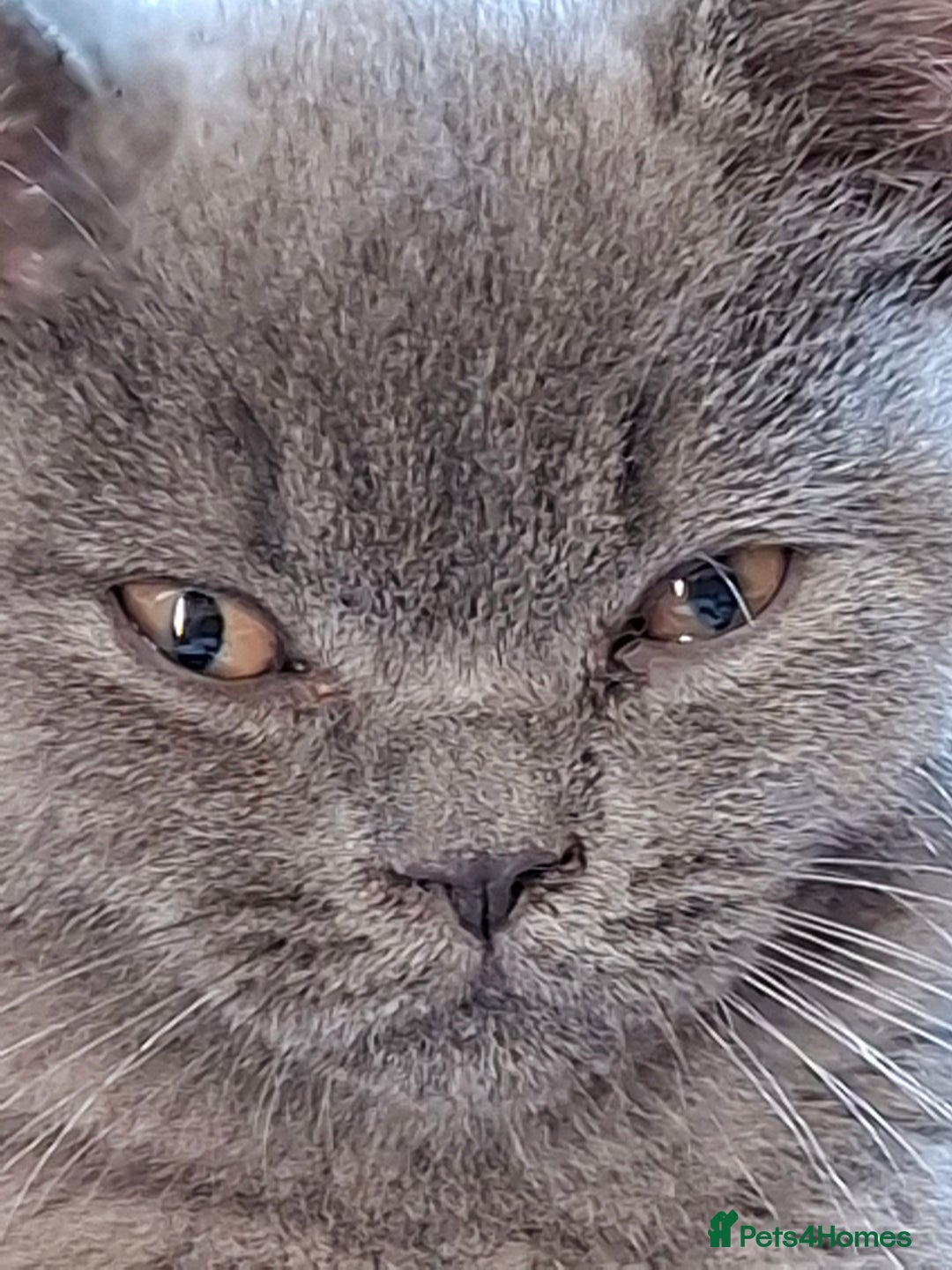 British Shorthair cats for sale: Pedigree British BSH girl for sale. Last one! - Image 3
