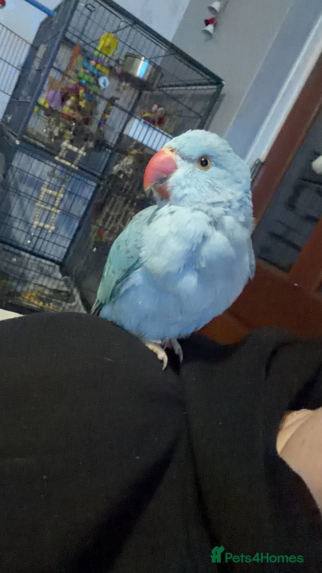 Ringnecks birds for sale: Blue Indian ring neck  - Advert 1