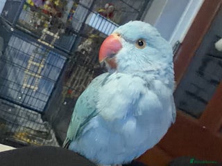 Ringnecks birds Blue Indian ring neck - Advert 2