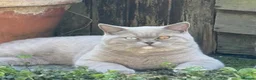 British Shorthair cats for sale: Stunning odd eye lilac boy - 15 months  - Advert 6