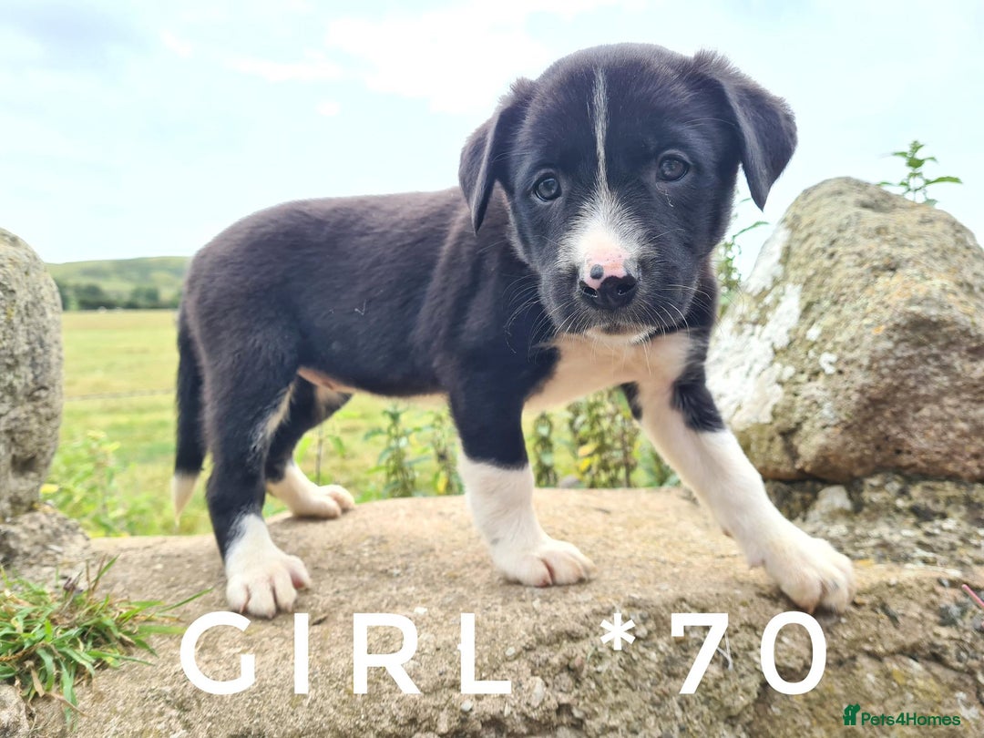 Border Collie dogs for sale: Beautiful farm-bred collie pups - Image 5