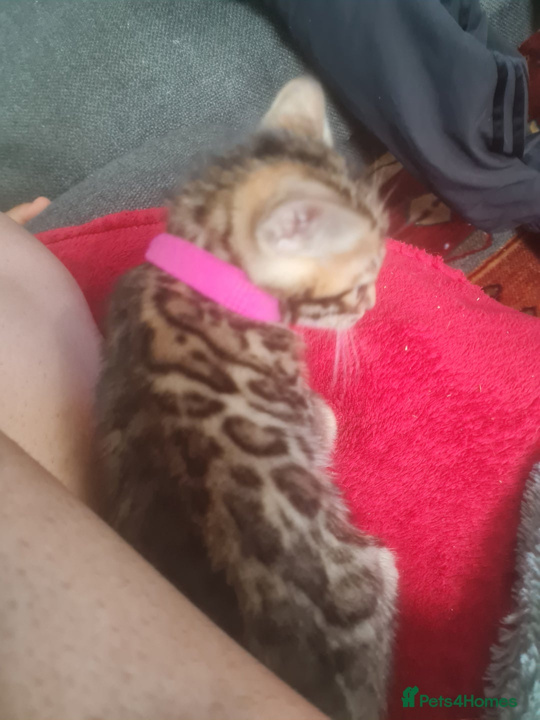 Bengal cats for sale: Ready now!🥰 ✨️3🐆Beautiful Full Bengal Kittens✨️ in Sutton - Image 21