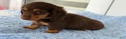 Miniature Dachshund dogs for sale: Kc Kaninchen dachshund weeny weeny  - Advert 10