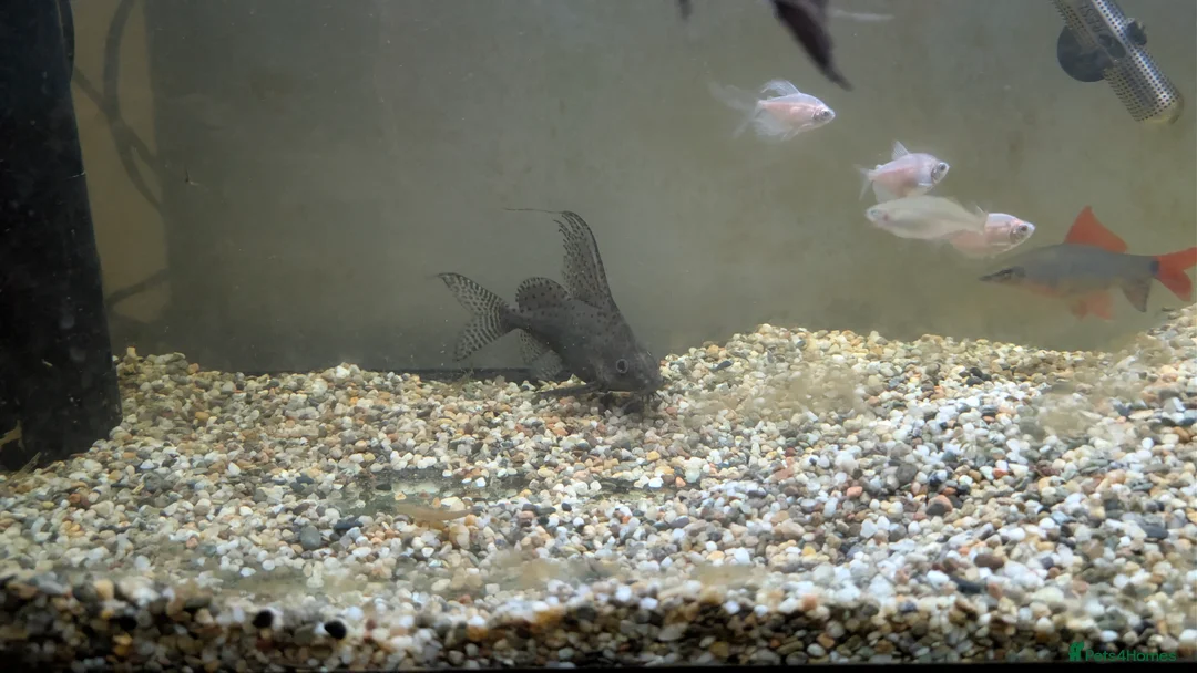 Catfish fish for sale: Feather fin Catfish - Advert 2